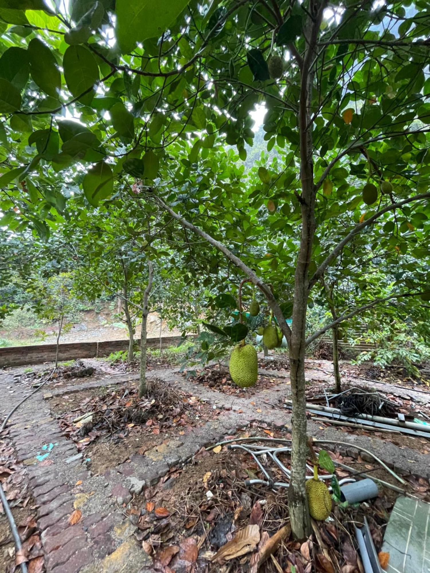 Cat Ba Countryside Homestay Dong Khe Sau Eksteriør billede